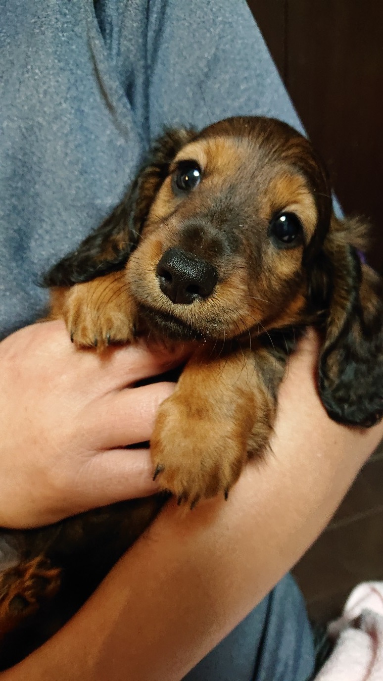 ます ダックス フンド 子犬 譲り